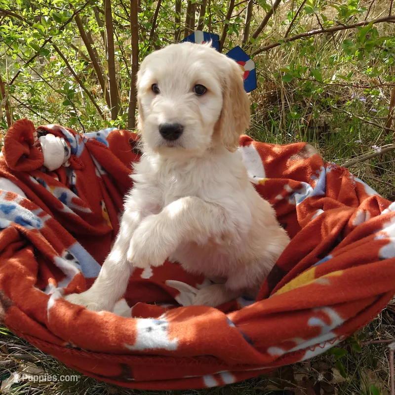 Peach Pink Collar – Goldendoodle puppy on hold in Peyton, CO