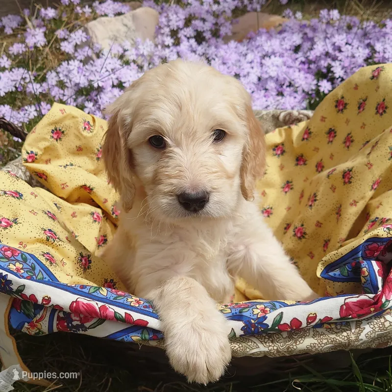 Peach Pink Collar – Goldendoodle puppy for sale in Peyton, CO
