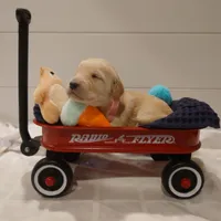 Peach Pink Collar, a female Goldendoodle for sale in Peyton, CO – Photo 5 of 8