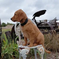 Zuko - Black Collar, a male Golden Retriever for sale in Peyton, CO – 3 of 10