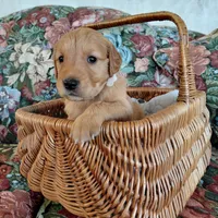 Suki - White Collar, a female Golden Retriever for sale in Peyton, CO – 2 of 5