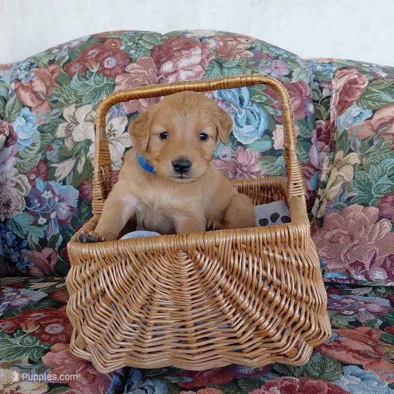 Appa - Blue Collar – Golden Retriever puppy for sale in Peyton, CO