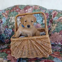 Appa - Blue Collar, a male Golden Retriever for sale in Peyton, CO – 1 of 5