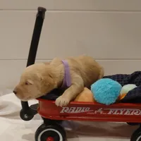 Rosalina Purple Collar, a female Goldendoodle for sale in Peyton, CO – Photo 5 of 9