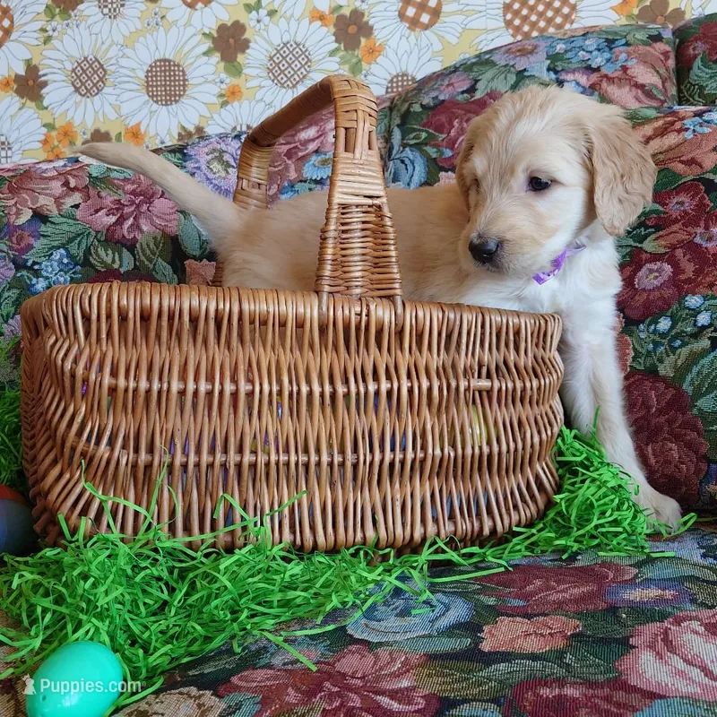 Rosalina Purple Collar – Goldendoodle puppy for sale in Peyton, CO