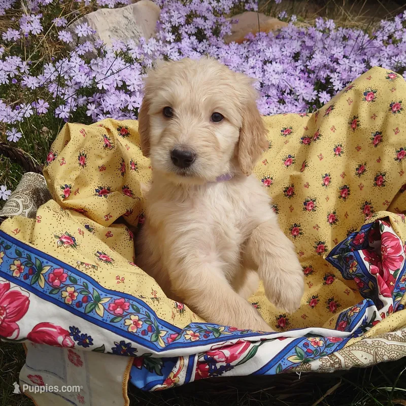 Rosalina Purple Collar – Goldendoodle puppy for sale in Peyton, CO