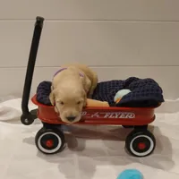 Rosalina Purple Collar, a female Goldendoodle for sale in Peyton, CO – Photo 7 of 9