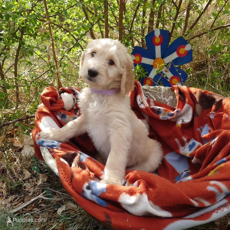 Rosalina Purple Collar – Goldendoodle puppy for sale in Peyton, CO