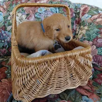 Appa - Blue Collar, a male Golden Retriever for sale in Peyton, CO – 3 of 5