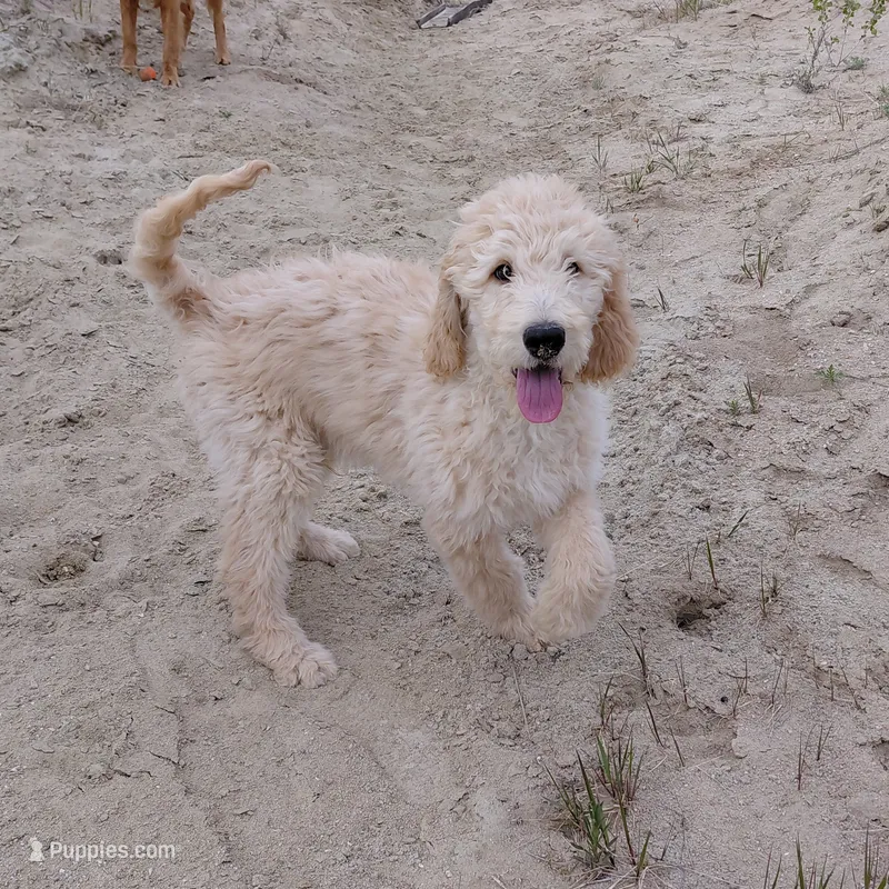 Yoshi Black Collar – Goldendoodle puppy for sale in Peyton, CO