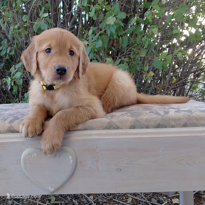 King Bumi - Yellow Collar – Golden Retriever puppy for sale in Peyton, CO