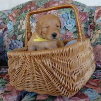 King Bumi - Yellow Collar, a male Golden Retriever for sale in Peyton, CO – 2 of 5