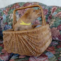 King Bumi - Yellow Collar, a male Golden Retriever for sale in Peyton, CO – 4 of 5