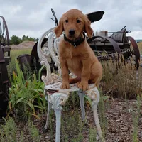 Zuko - Black Collar, a male Golden Retriever for sale in Peyton, CO – 2 of 10
