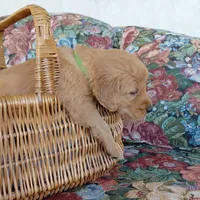 Iroh - Green Collar, a male Golden Retriever for sale in Peyton, CO – 3 of 4