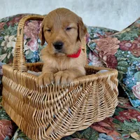 Katara - Red Collar, a female Golden Retriever for sale in Peyton, CO – 4 of 5