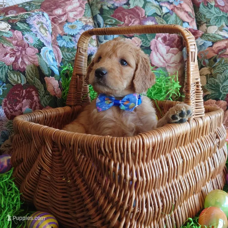 Mario Blue Collar – Goldendoodle puppy for sale in Peyton, CO