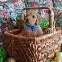 Mario Blue Collar, a male Goldendoodle for sale in Peyton, CO – Photo 1 of 9