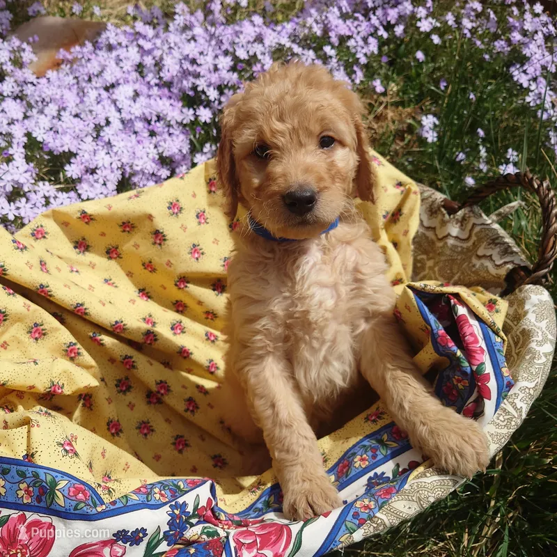 Mario Blue Collar – Goldendoodle puppy on hold in Peyton, CO