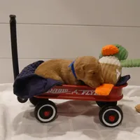 Mario Blue Collar, a male Goldendoodle for sale in Peyton, CO – Photo 8 of 9