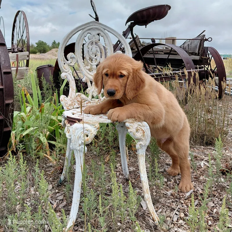 Appa - Blue Collar – Golden Retriever puppy for sale in Peyton, CO