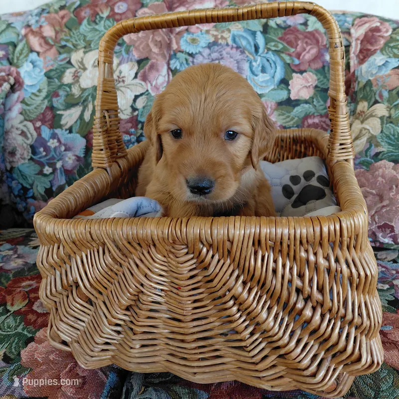 Sokka - Brown Collar – Golden Retriever puppy for sale in Peyton, CO