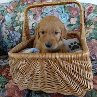 Sokka - Brown Collar, a male Golden Retriever for sale in Peyton, CO – 1 of 4
