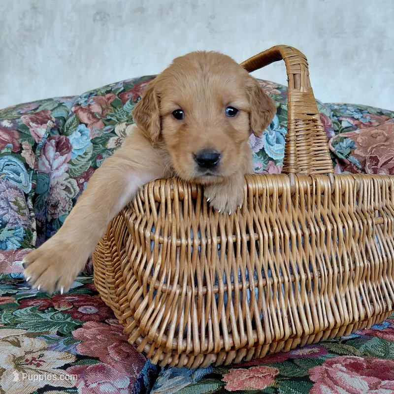 Toph - Purple Collar – Golden Retriever puppy for sale in Peyton, CO