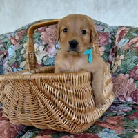 Aang - Teal Collar, a male Golden Retriever for sale in Peyton, CO – 1 of 4