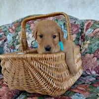 Aang - Teal Collar, a male Golden Retriever for sale in Peyton, CO – 2 of 4