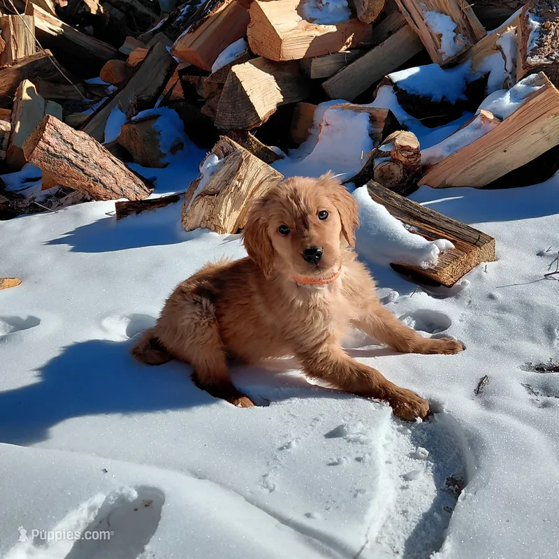 Zuma - Orange Collar