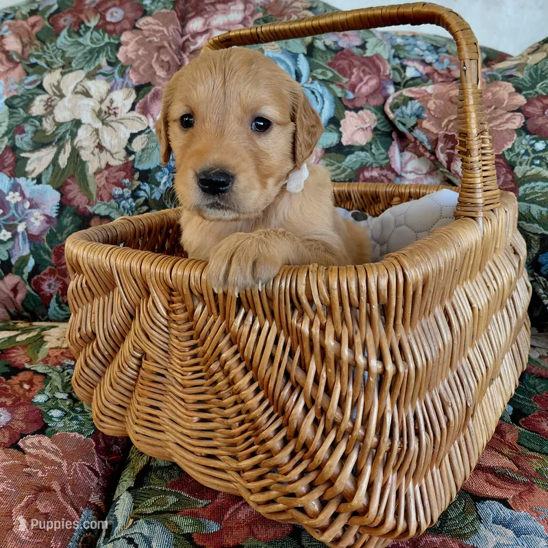 Suki - White Collar – Golden Retriever puppy for sale in Peyton, CO