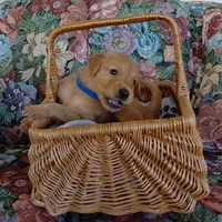 Appa - Blue Collar, a male Golden Retriever for sale in Peyton, CO – 4 of 5