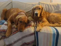 Suki - White Collar, a female Golden Retriever for sale in Peyton, CO – 5 of 5