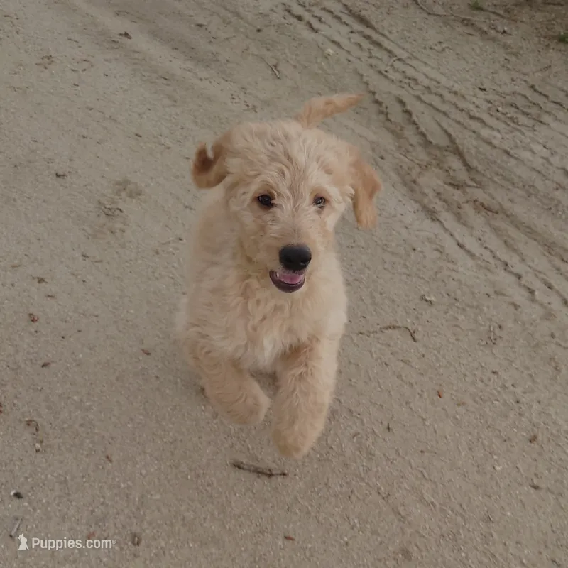 Bowser Green Collar – Goldendoodle puppy for sale in Peyton, CO