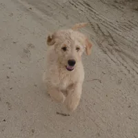 Bowser Green Collar, a male Goldendoodle for sale in Peyton, CO – 1 of 10