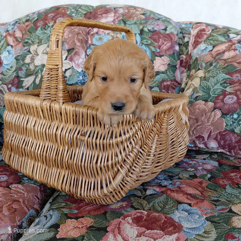 King Bumi - Yellow Collar – Golden Retriever puppy for sale in Peyton, CO