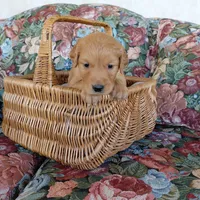 King Bumi - Yellow Collar, a male Golden Retriever for sale in Peyton, CO – 1 of 5