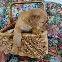 Sokka - Brown Collar, a male Golden Retriever for sale in Peyton, CO – 2 of 4