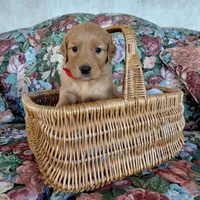 Katara - Red Collar, a female Golden Retriever for sale in Peyton, CO – 3 of 5