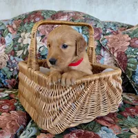 Katara - Red Collar, a female Golden Retriever for sale in Peyton, CO – 2 of 5