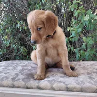 Zuko - Black Collar, a male Golden Retriever for sale in Peyton, CO – 5 of 10