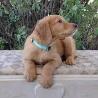Aang - Teal Collar, a male Golden Retriever for sale in Peyton, CO – 3 of 8