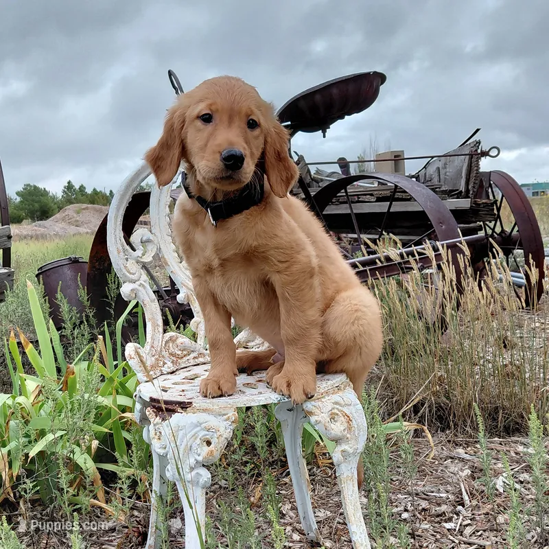 Zuko - Black Collar – Golden Retriever puppy for sale in Peyton, CO