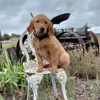 Zuko - Black Collar, a male Golden Retriever for sale in Peyton, CO – 1 of 10