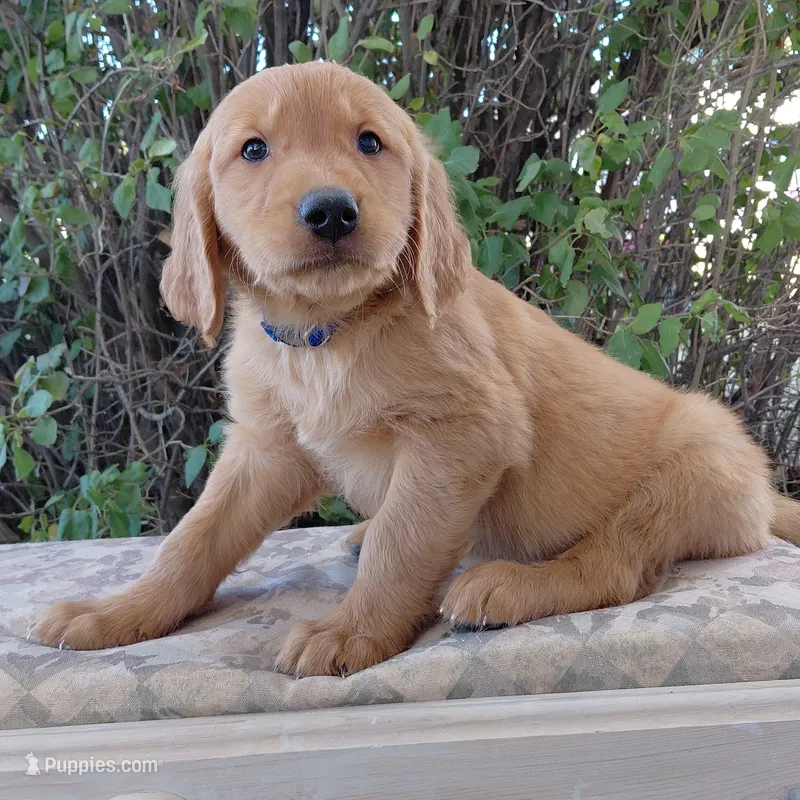 Appa - Blue Collar – Golden Retriever puppy for sale in Peyton, CO