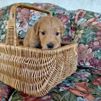 Zuko - Black Collar, a male Golden Retriever for sale in Peyton, CO – 3 of 5