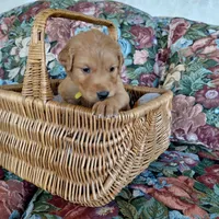 King Bumi - Yellow Collar, a male Golden Retriever for sale in Peyton, CO – 3 of 5
