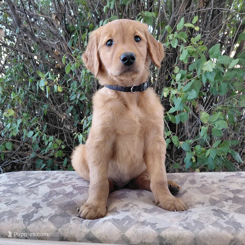 Zuko - Black Collar – Golden Retriever puppy for sale in Peyton, CO