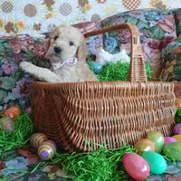 Lumas White Collar, a female Goldendoodle for sale in Peyton, CO – Photo 2 of 9